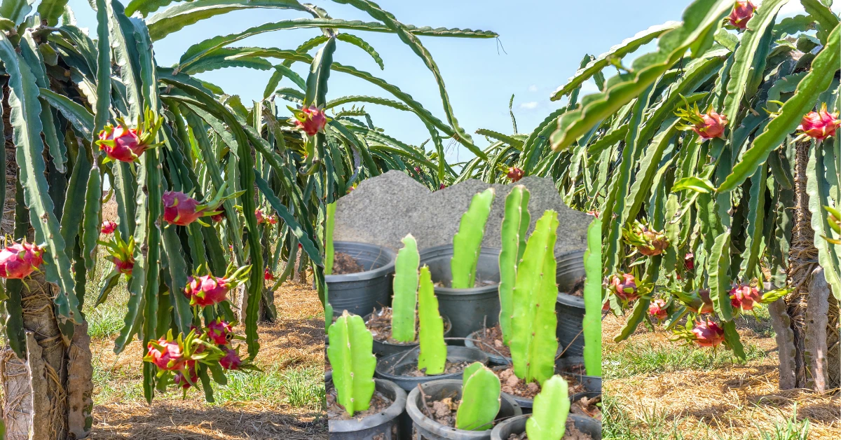 How_To_Grow_A_Dragon_Fruit_Plant_At_Home